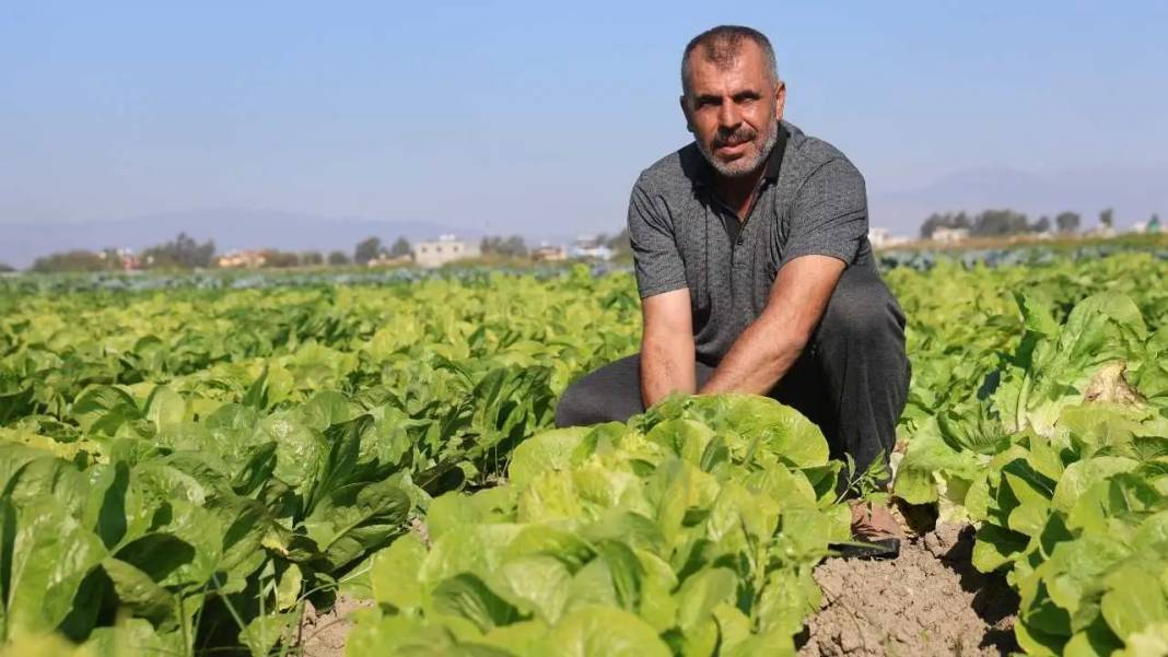 Hatay’da Marul Hasadı Erken Başladı: Tarlada 25, Reyonda 70 TL! 2